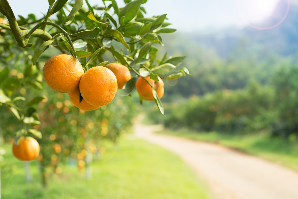 orange trees with fruits